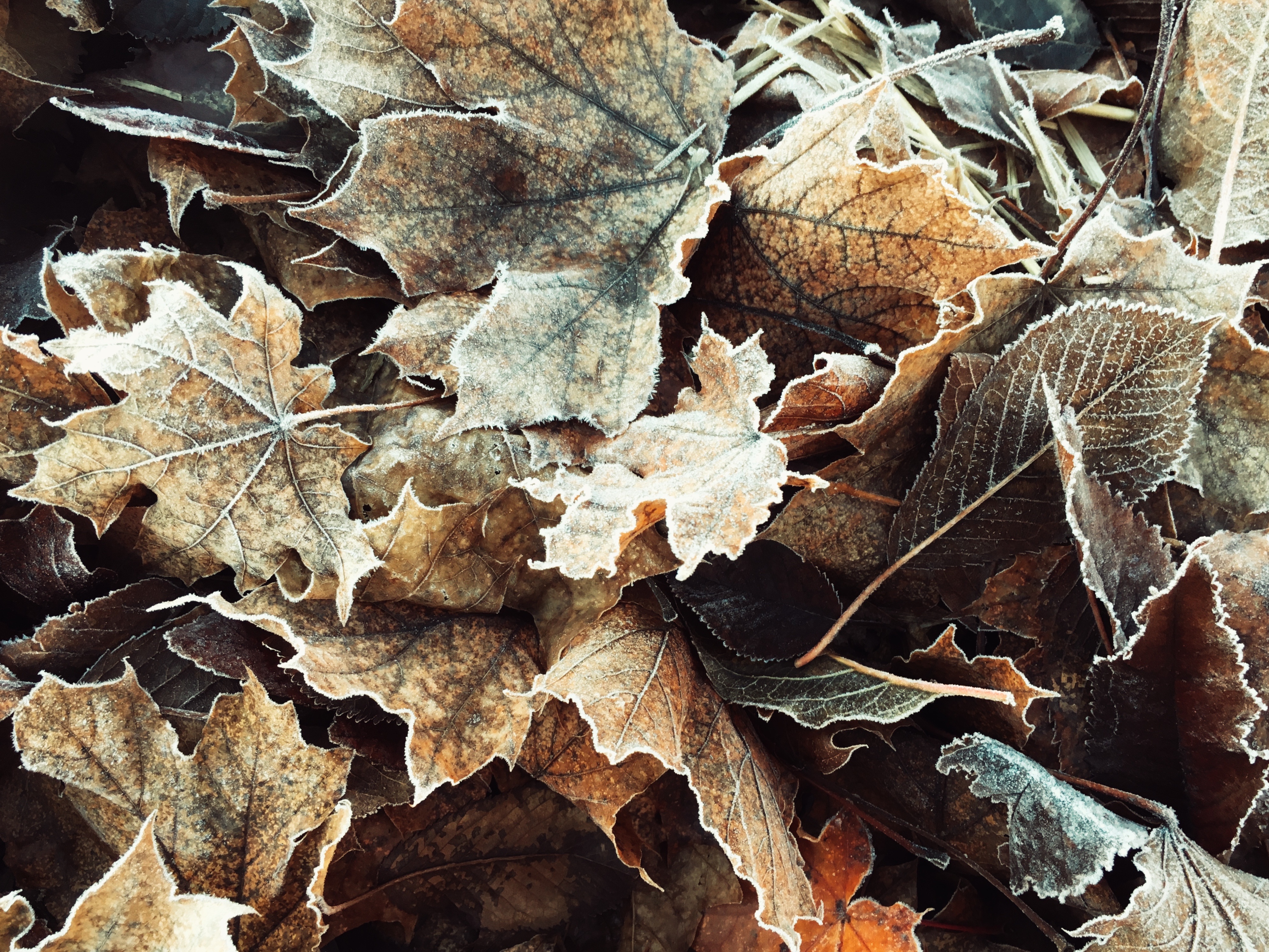 Fall_leaves2